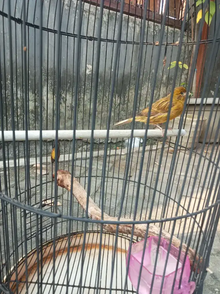 Jual kenari siap ternak