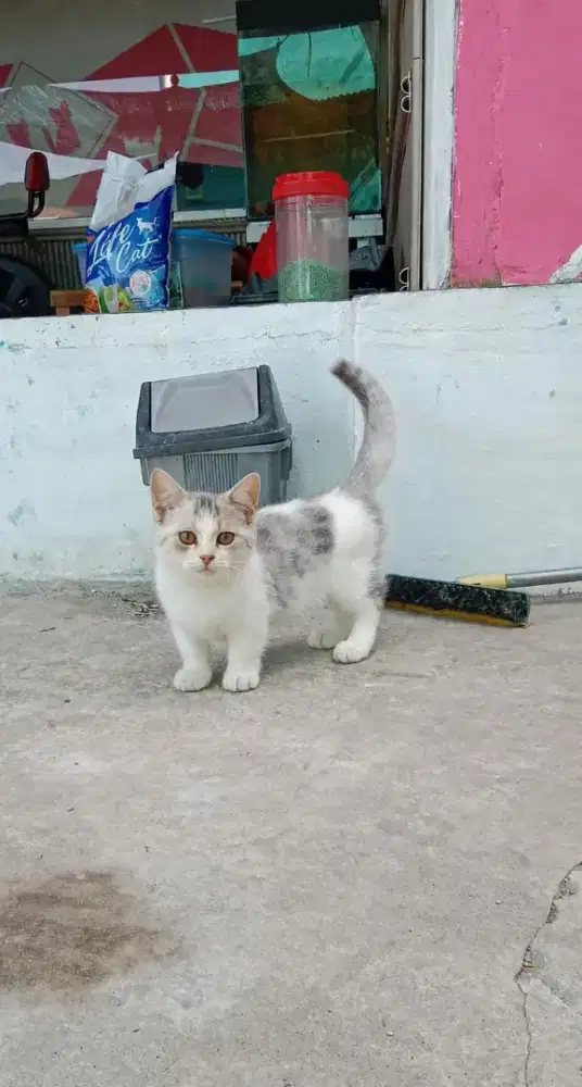 Pusat grooming terpercaya