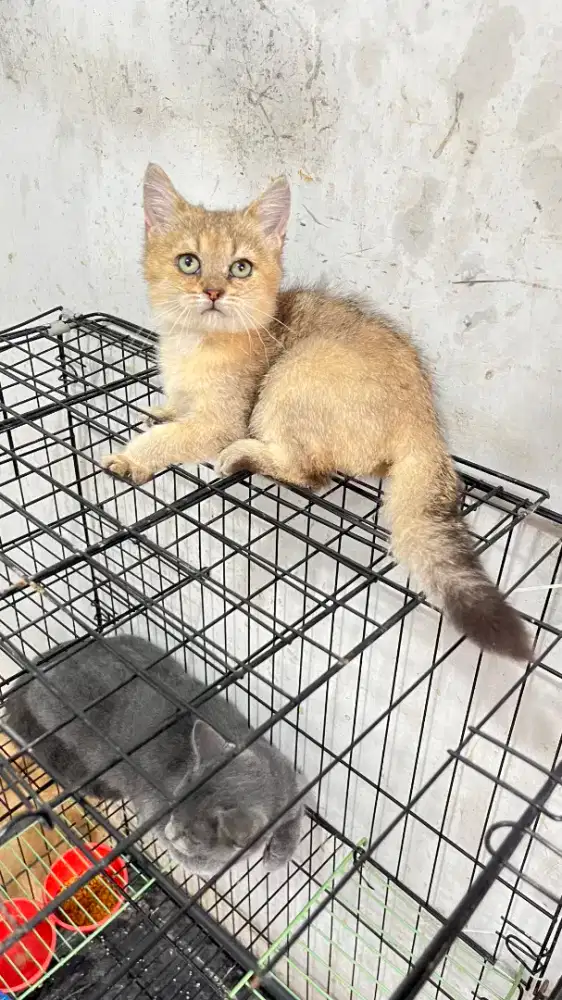 KUCING BRITISH SHORT HAIR GOLDEN