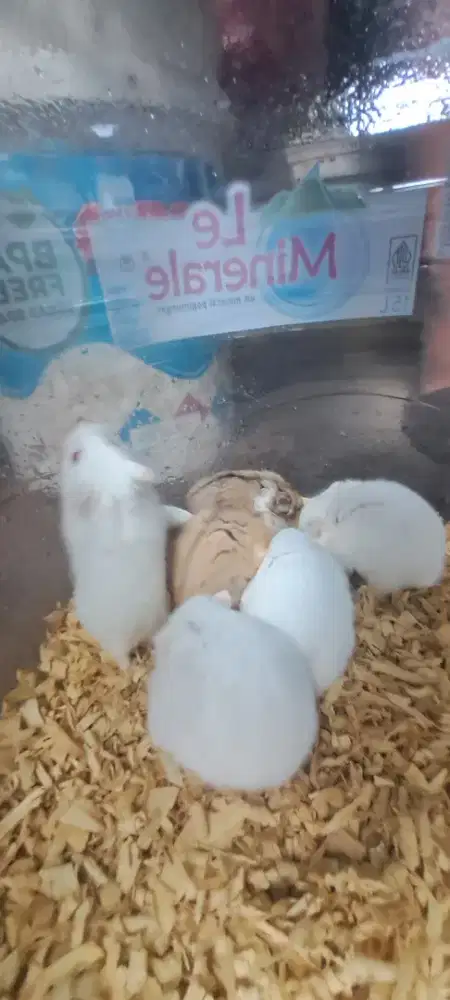 Hamster Campbell