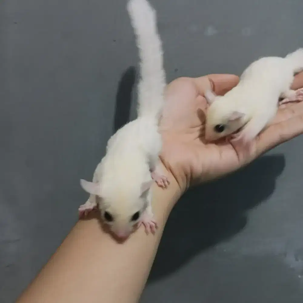 Sugar Glider Betina Leu x Leu (OOP 18 Juni 2026) Sehat & Terawat