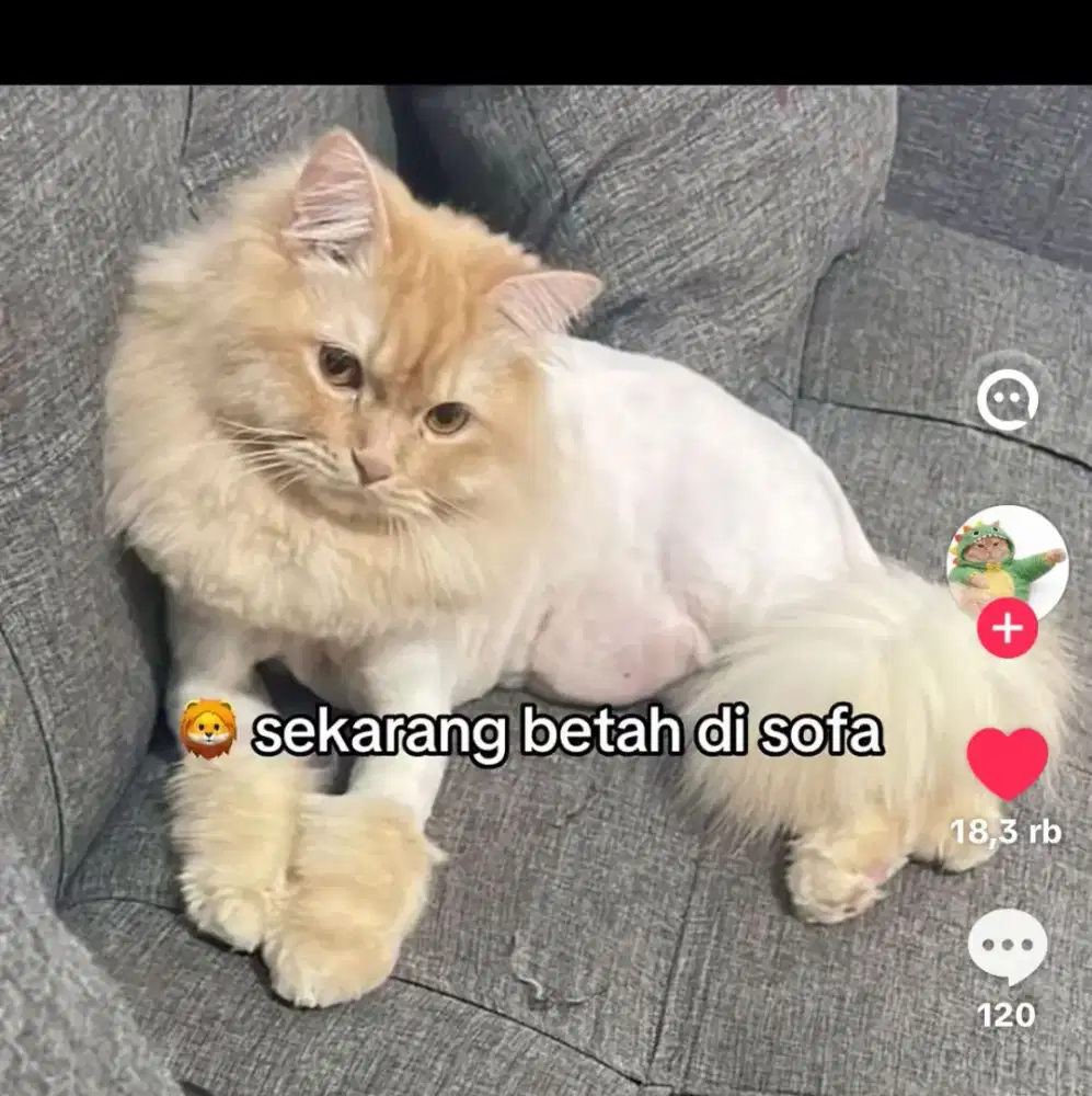 Grooming lion cut kucing