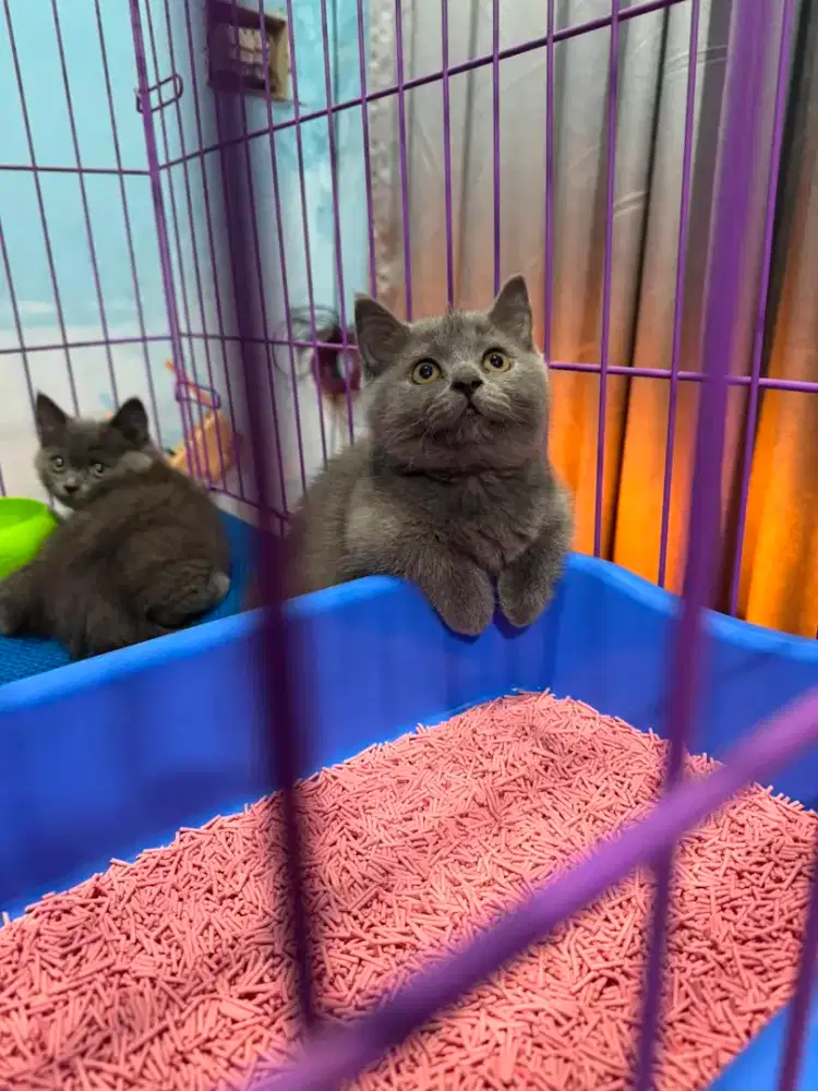 kitten british shorthair munchin betina kaki cebol