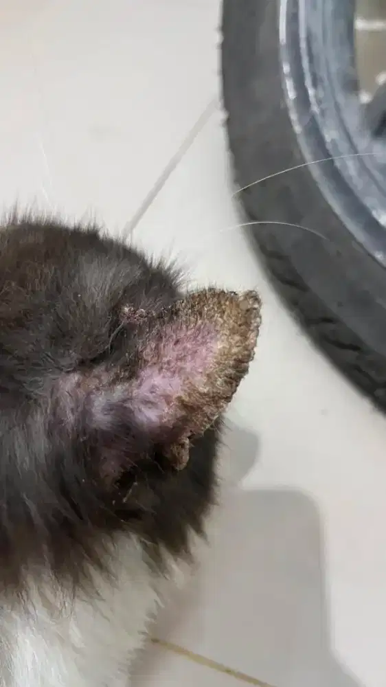 Grooming obat jamur dan treatment scabies