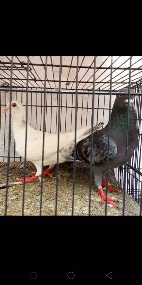 BURUNG MERPATI SEPASANG GIRING MUDA SEHAT BAHAN BAGUS RAWATAN SENFIRI