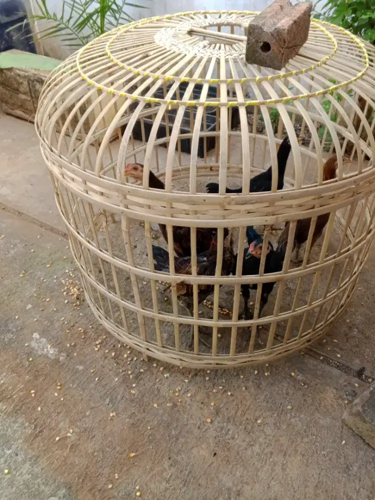 Ayam kampung ada jantan ada betina tinggal pilih yang mana