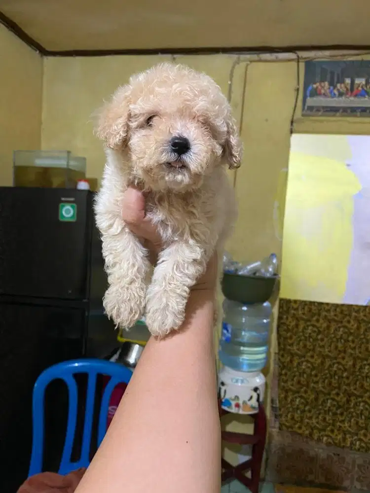 Tiny poodle apricot betina