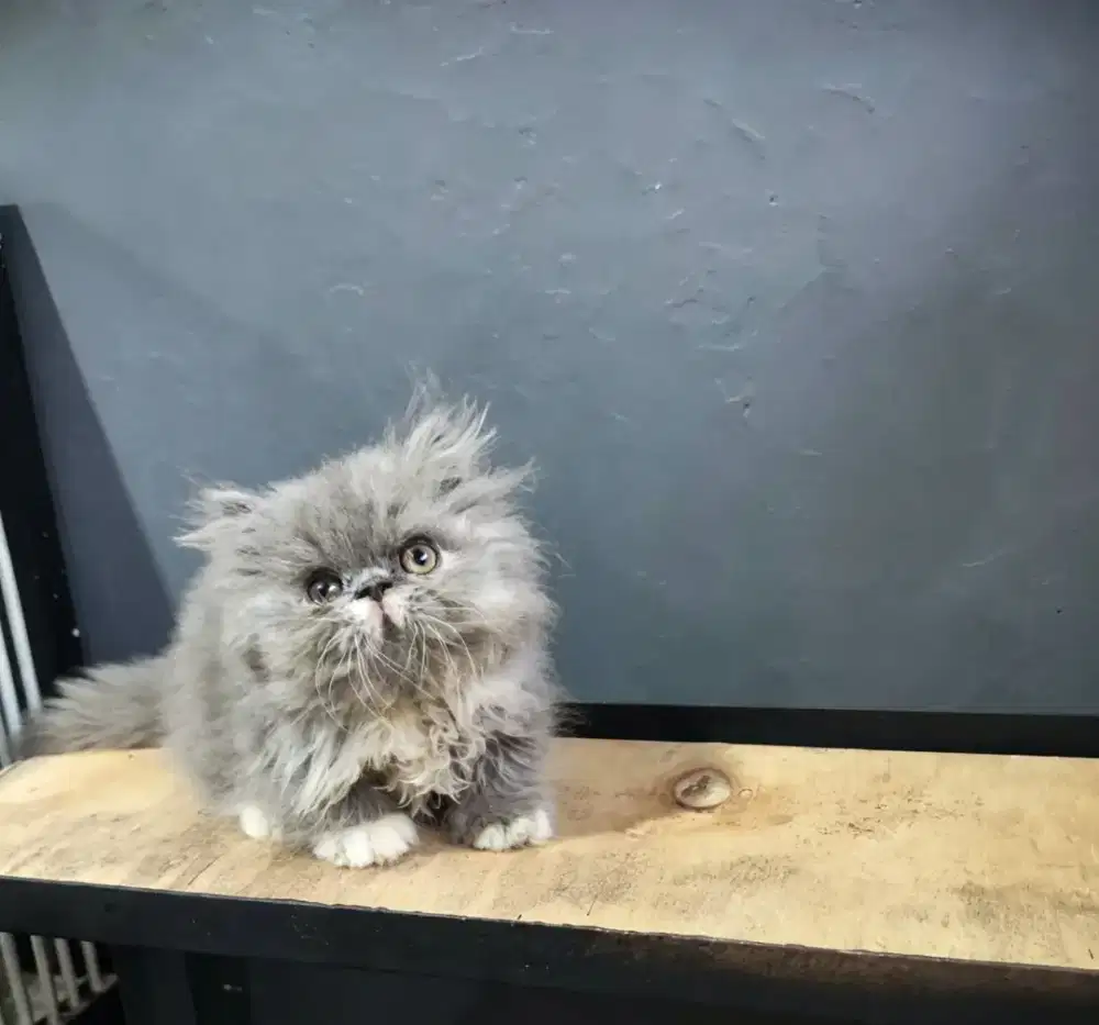 Kucing peaknose munchkin