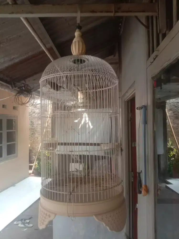 di jual burung ciblek semi berikut kandang