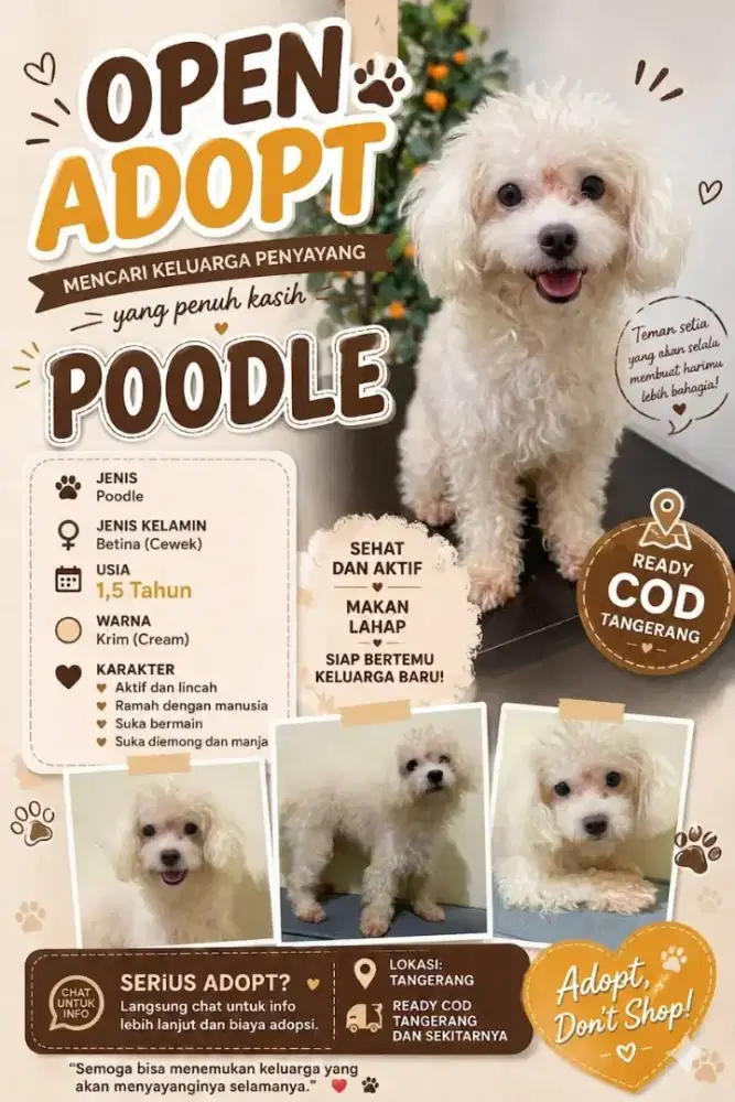 Di jual mini poodle white betina umur 1,5 tahun