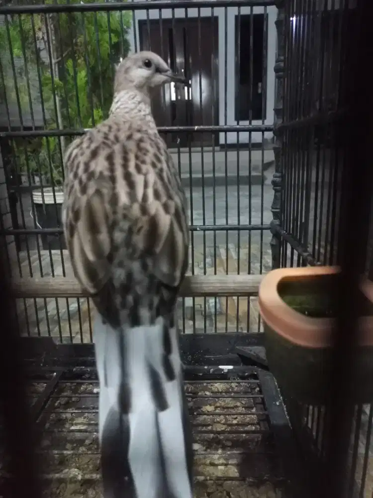 Leopard Brown Kuk 3 sandung 4 trah kuk 7