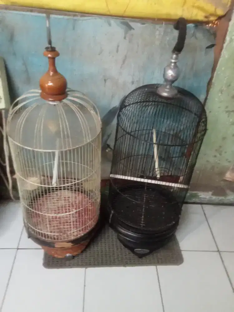 Kandang lovebird ebot sama Dbs