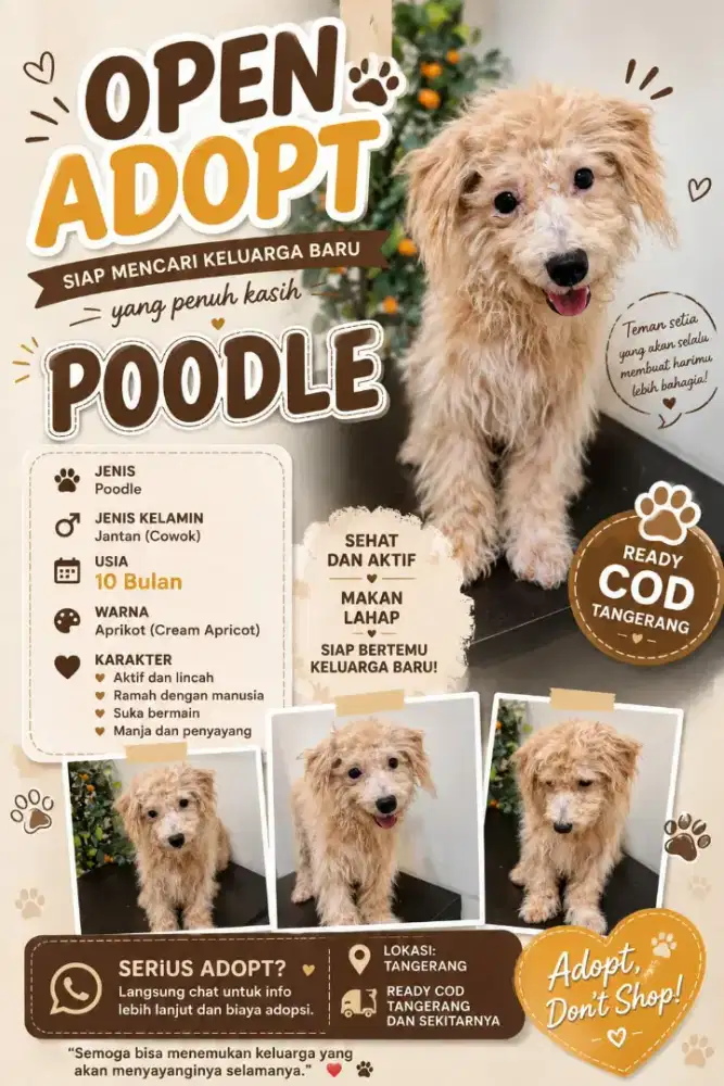 Di jual mini poodle 10 bulan apricot jantan