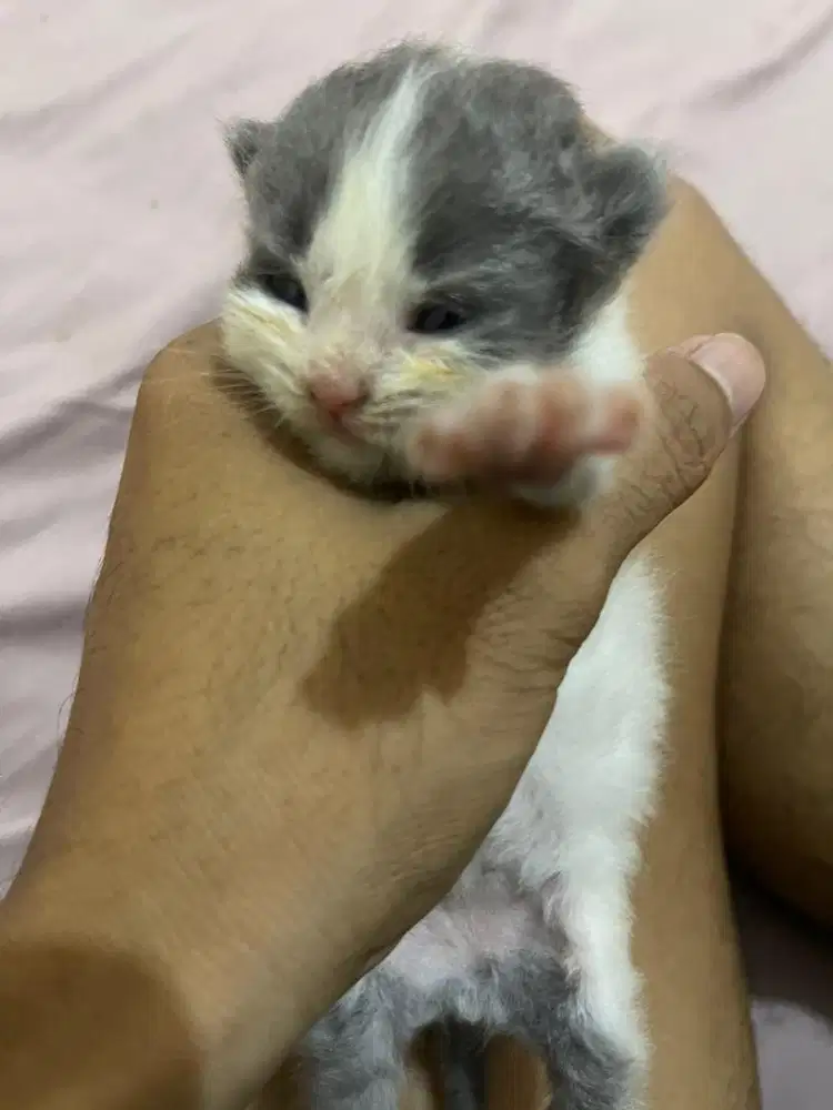 Di jual anak kucing persia
