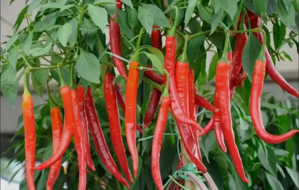 Bibit Pohon Cabe Merah Murah Siap Kirim