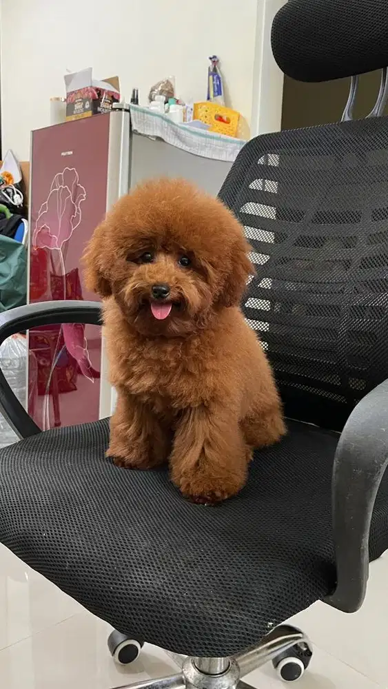 Red Toy Poodle Betina Non STB