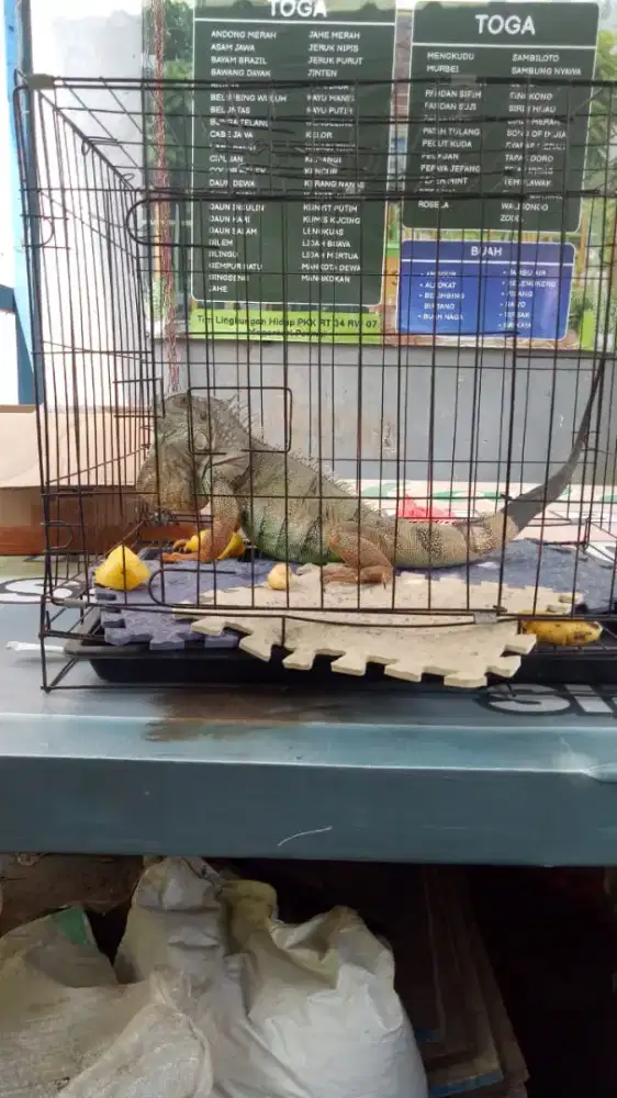 Iguana green 1 meter