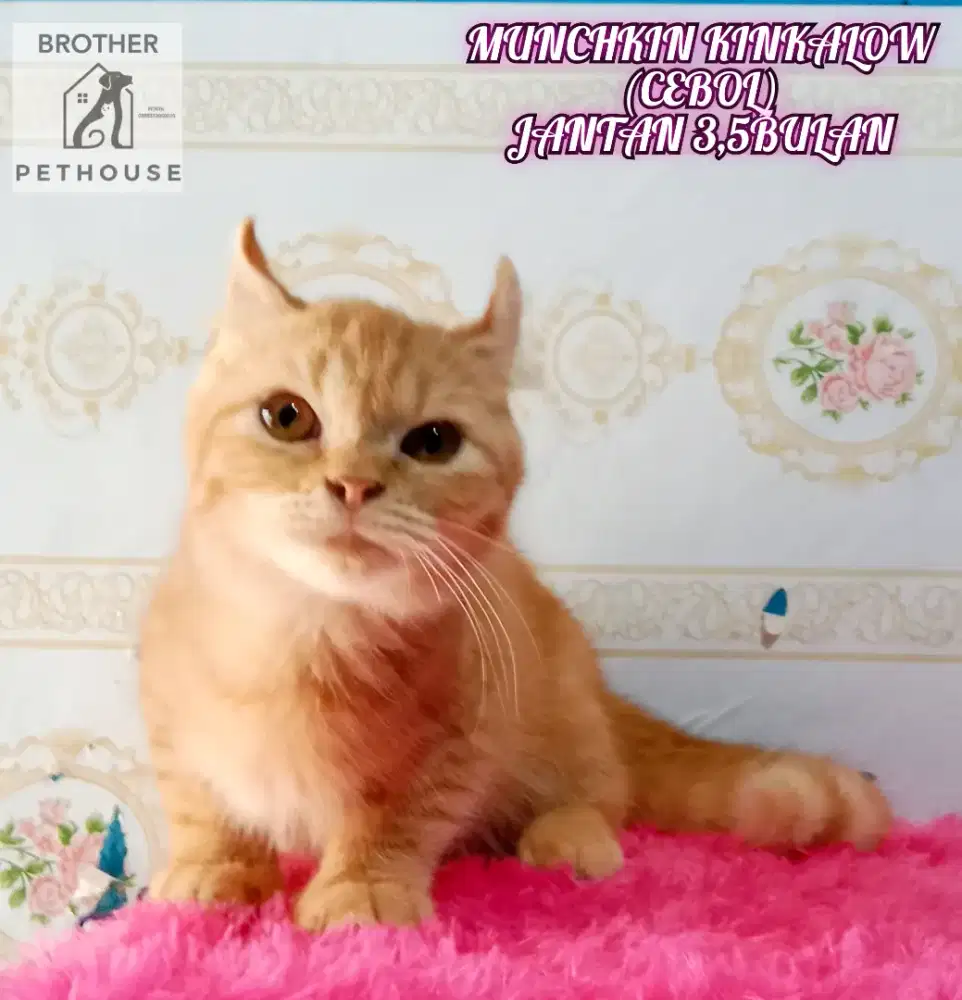 MUNCHKIN KINKALOW JANTAN