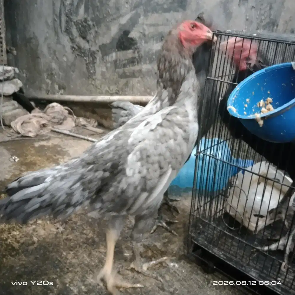 ayam bangkok kelabu
