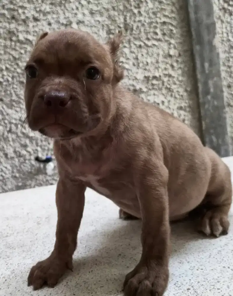 Anjing Pitbull Super Quality Betina