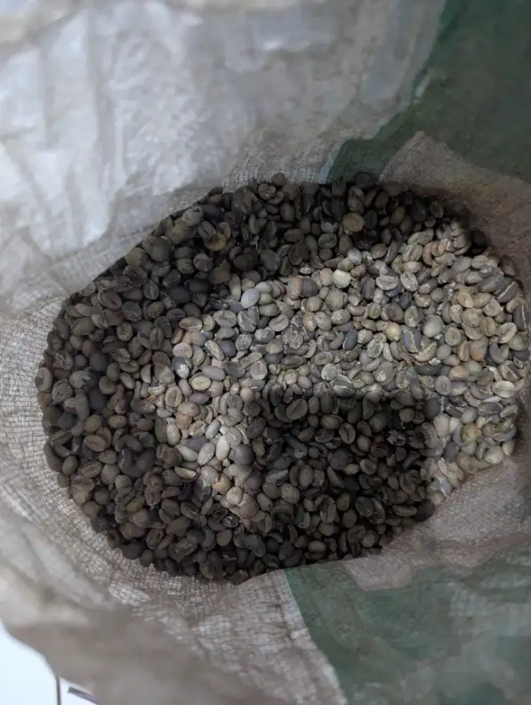 Green bean kopi luwak asli