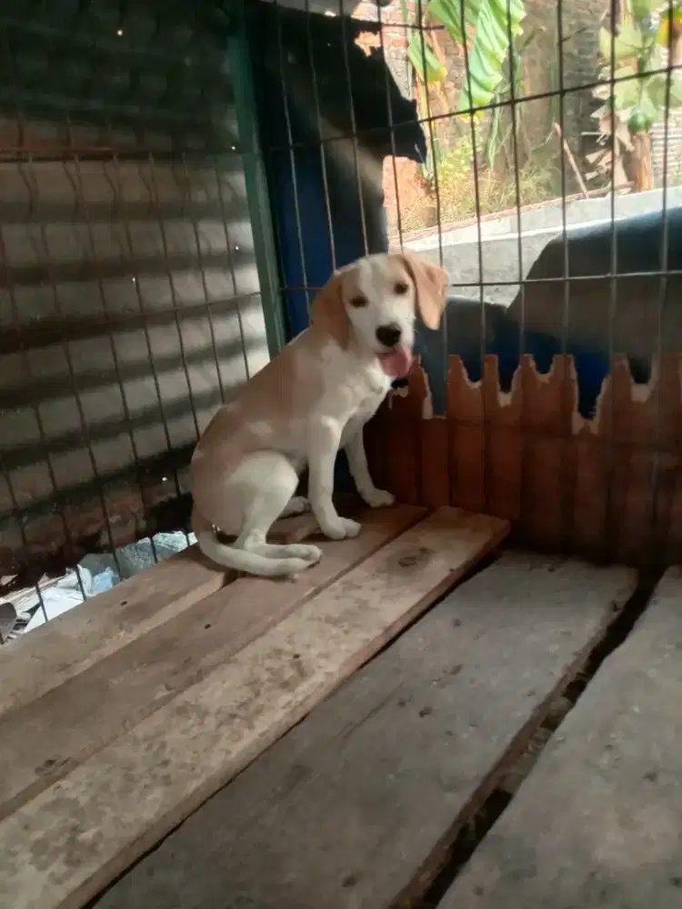 Anak anjing beagle