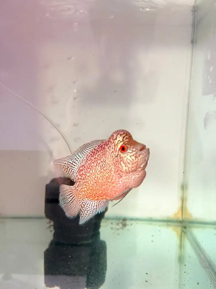 LOUHAN CENCU  UKURAN 12 cm
