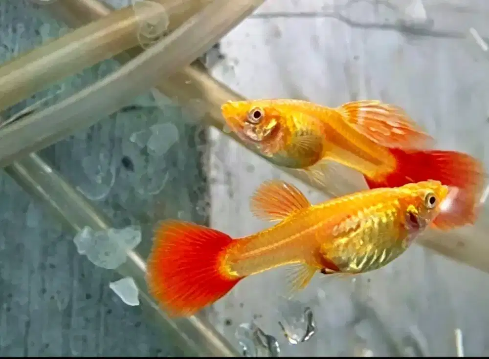 Ikan guppy albino full red