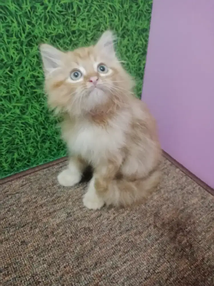 Persia kitten orange