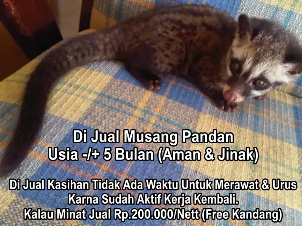 Musang Pandan (-/+ 5 Bulan)