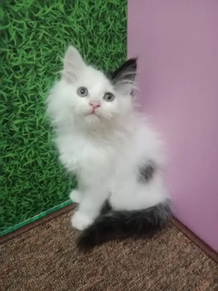 Persia kitten white black