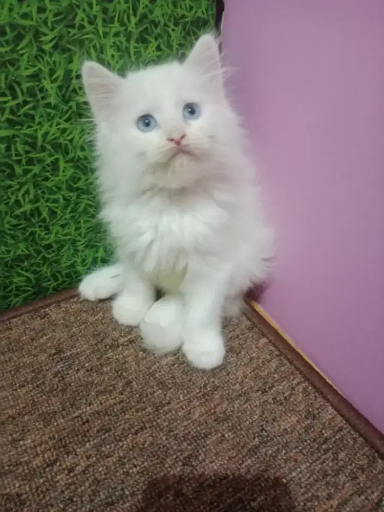 Persia kitten White Blue Eyes