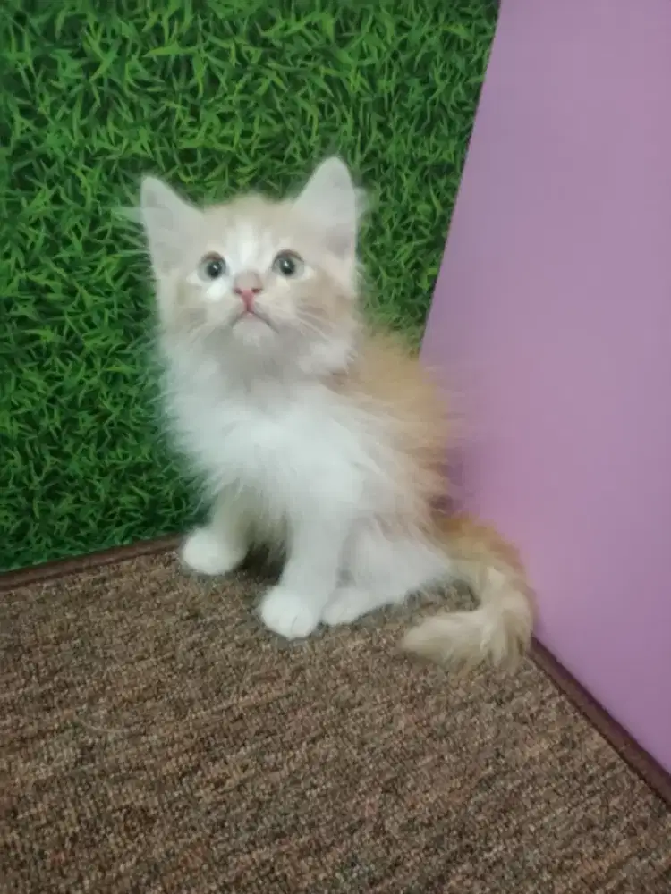 Persia kitten orange white