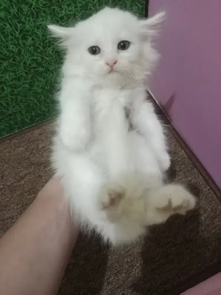 Persia kitten white yellow eyes