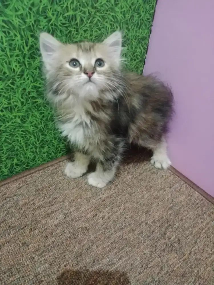 Persia kitten tortie