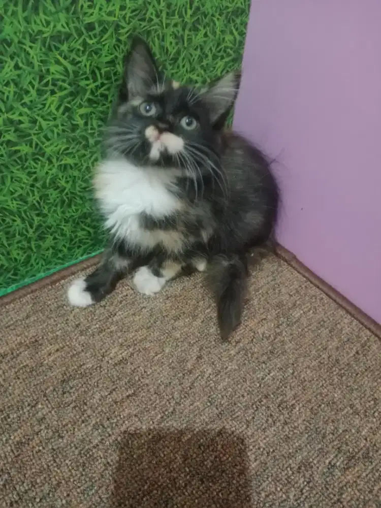 Persia kitten calico