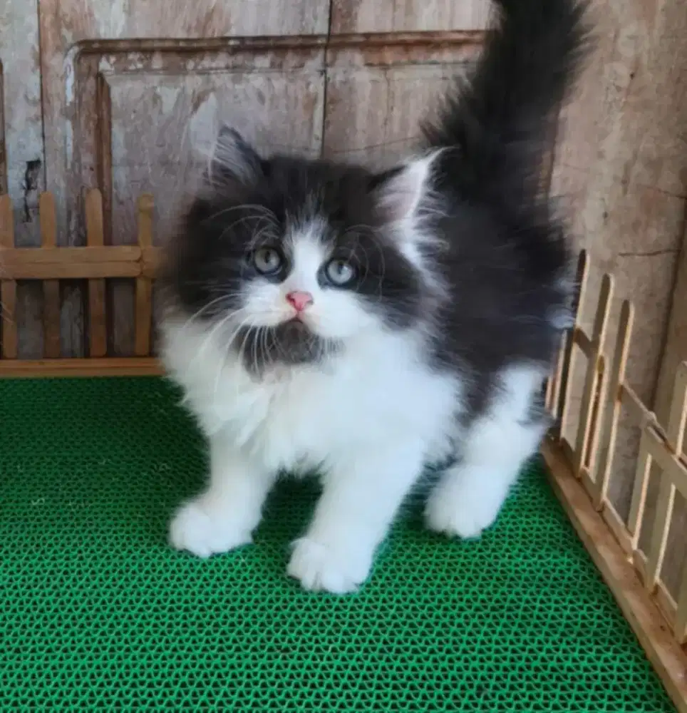 Kitten Scottish FoLd n Scottish Straight usia 2.5 bulan betina