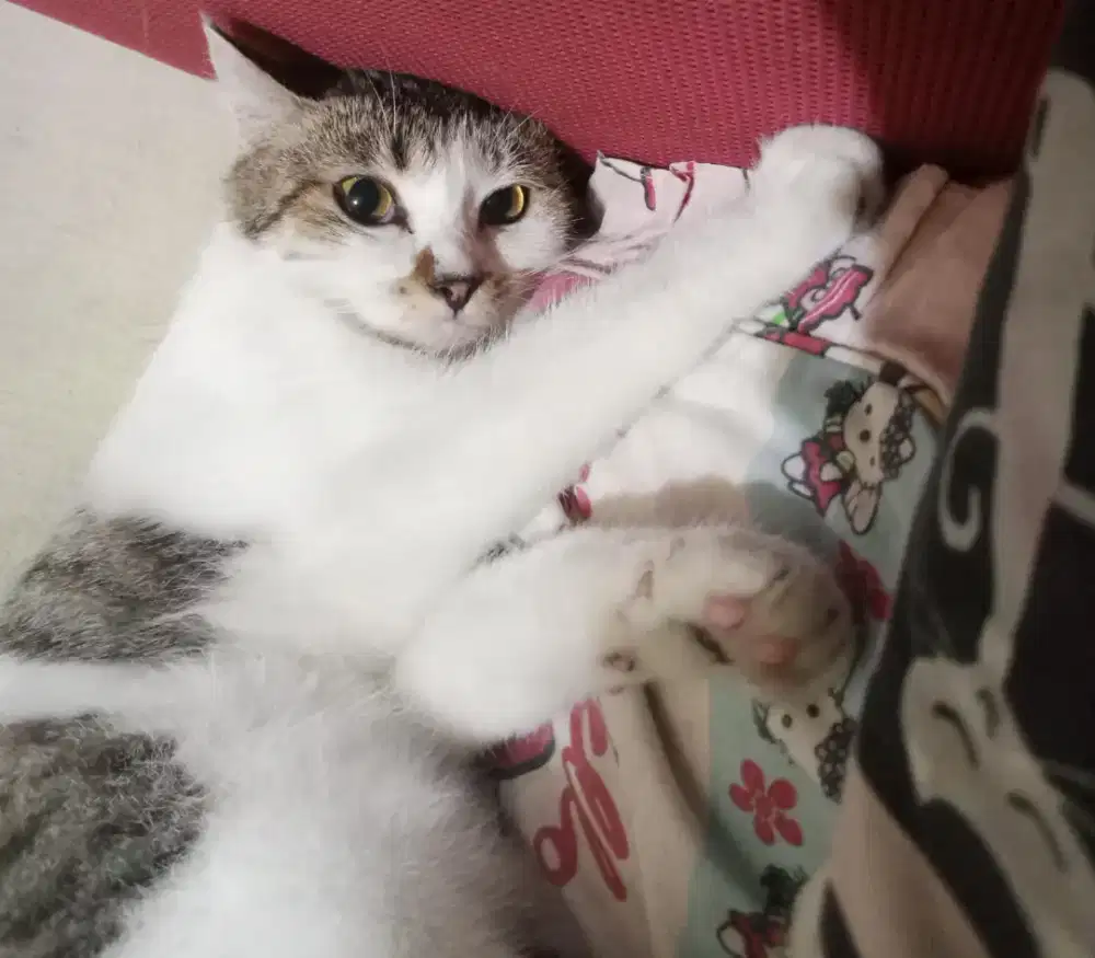 mencari pekerjaan