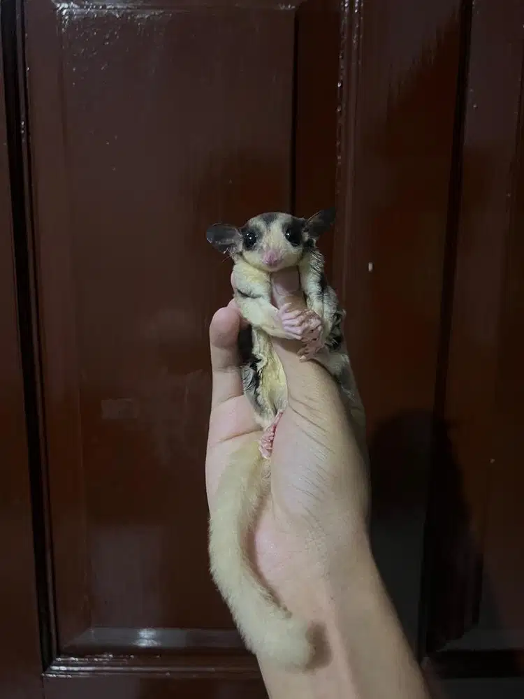 sugar glider mozaik