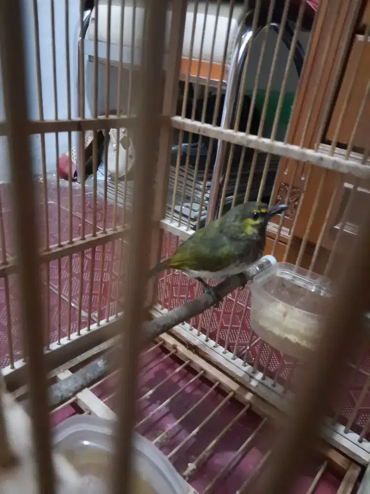 Cucak wiliss rajin