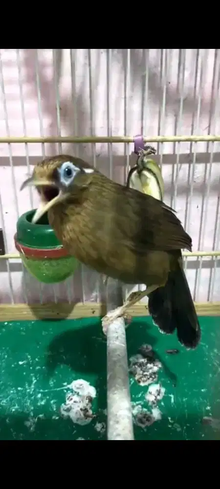 Wambi jinak dan gacor