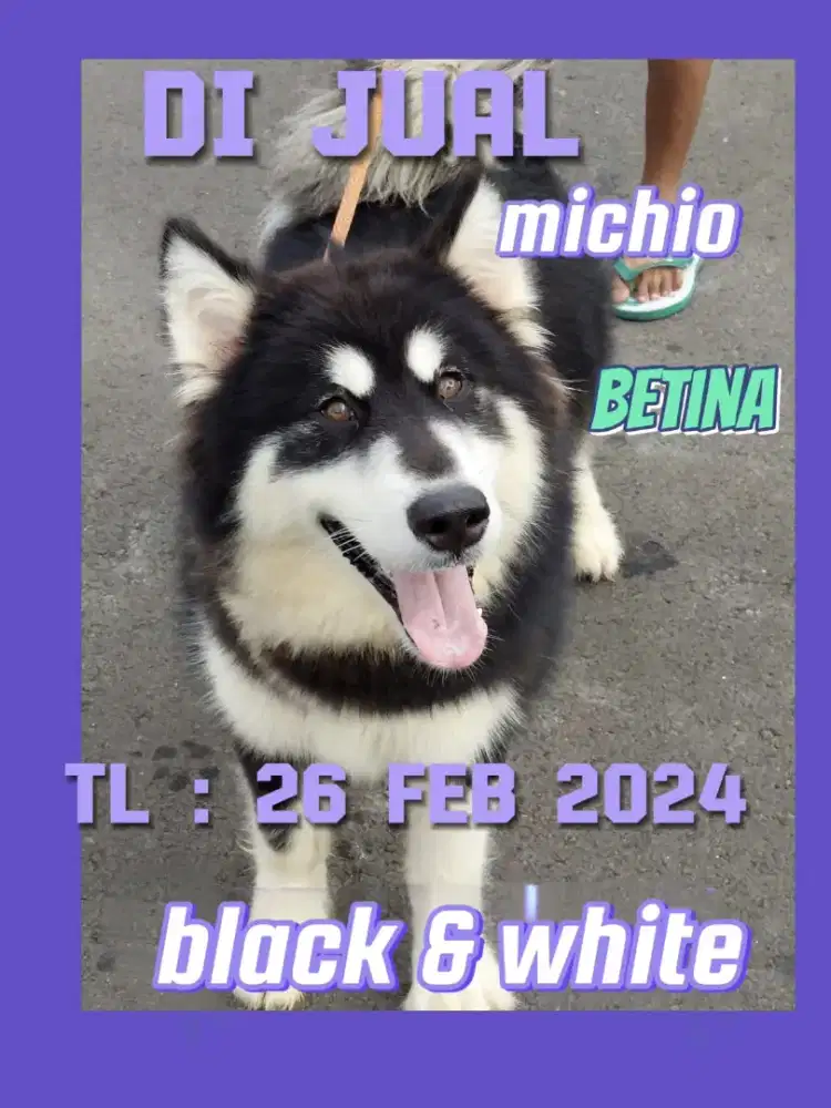 Alaskan Malamute Betina