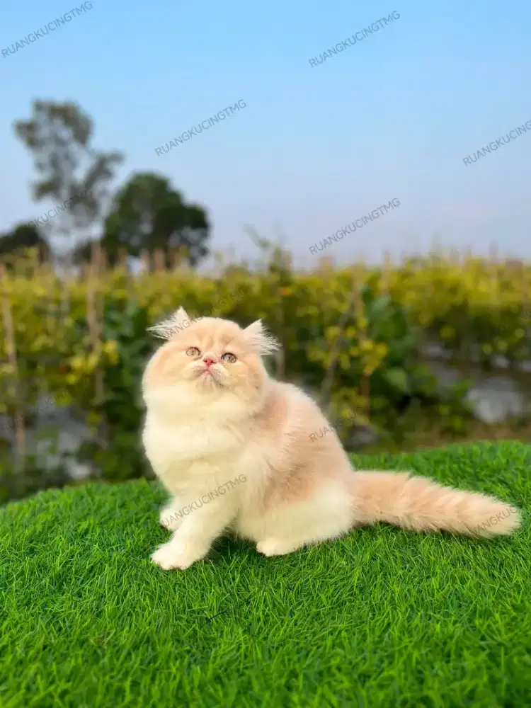 Kitten munckin NS