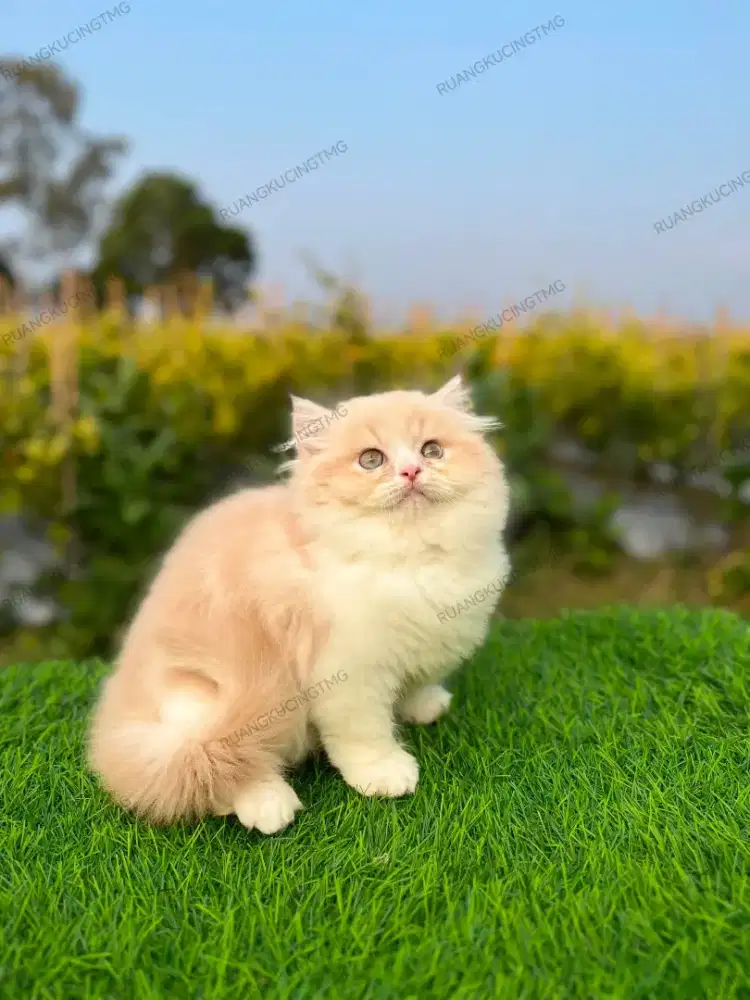 Kitten Munckin NS