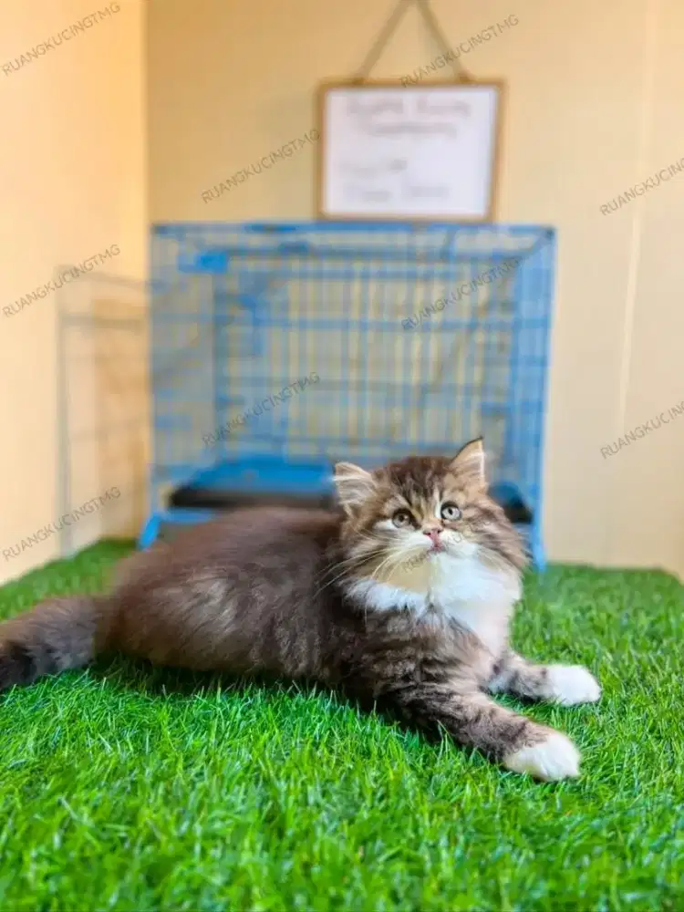 KITTEN PERSIA FLATNOSE