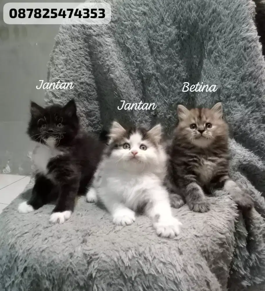 kucing persia flatnose