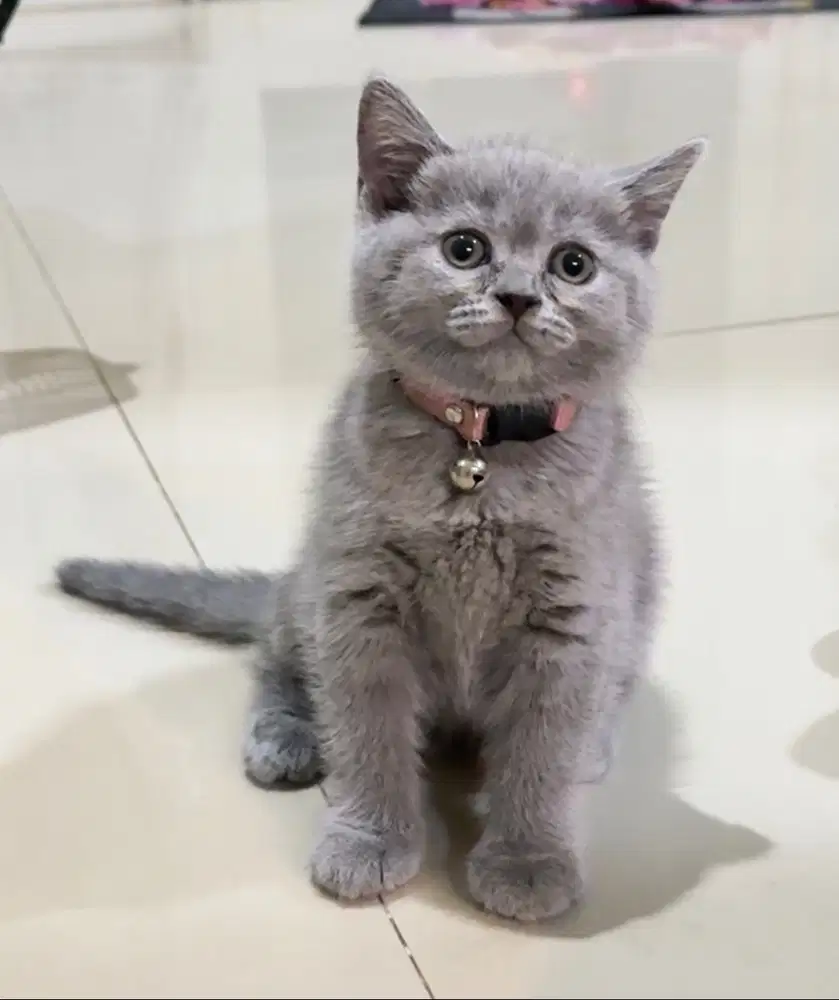 Kitten BSH umur 2,5 bulan Betina