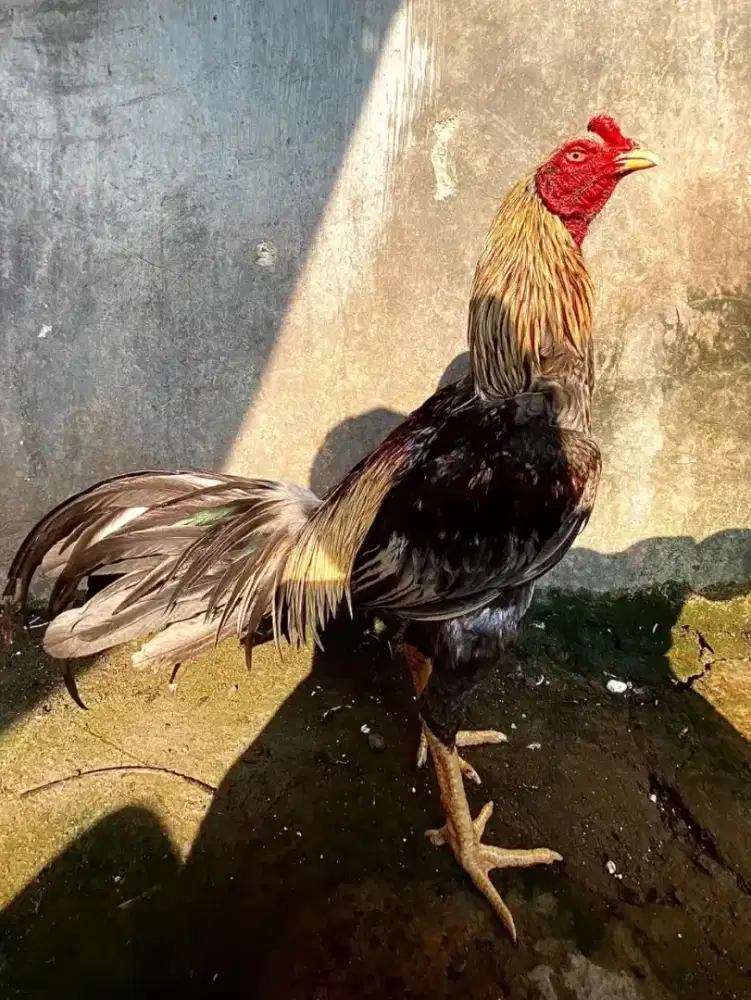 Ayam jago/jantan pama tampar