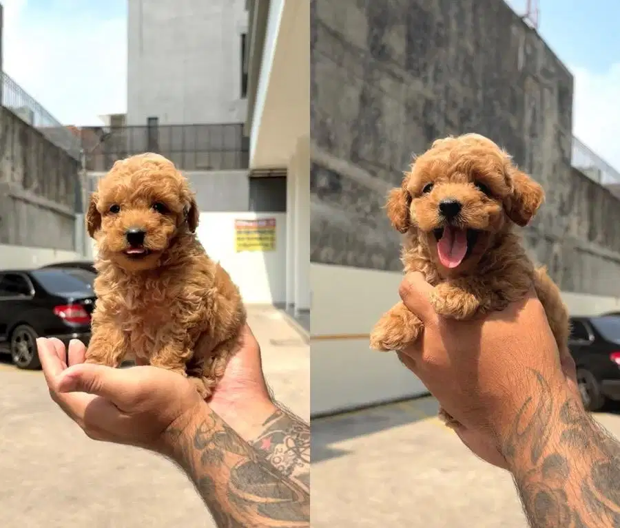 Anjing / puppies tiny poodle apricote