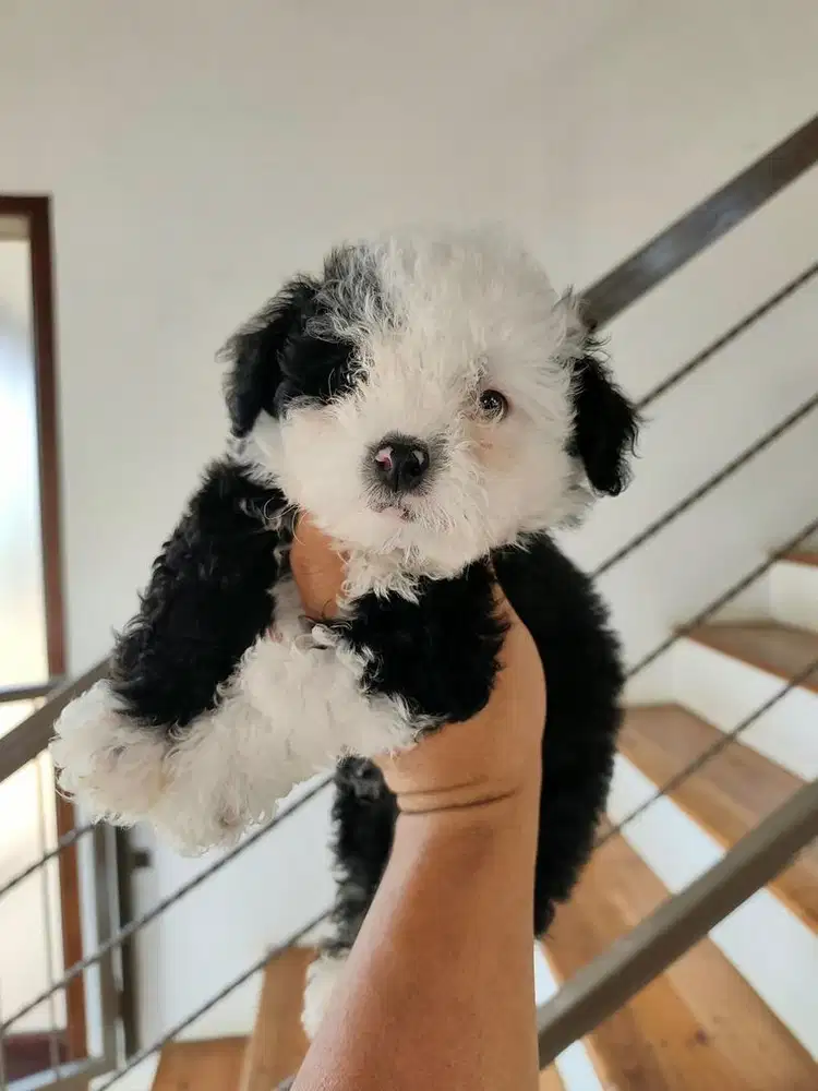 Anjing / puppies toy poodle jantan cute